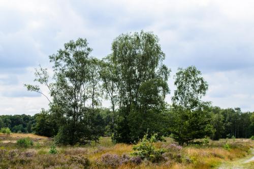 Fotonummer: 1330