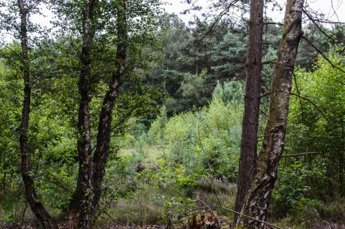 Fotonummer: 1316