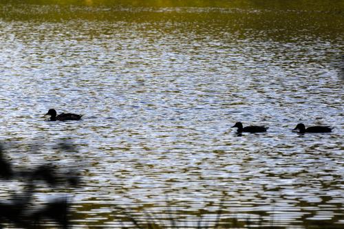Fotonummer: 3570