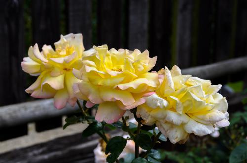 Fotonummer: 4742