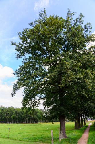 Fotonummer: 4701